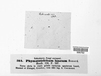 Phymatotrichum laneum image